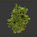 Green Leaf Succulent Plant with Wooden Stem in Brown Pot and Soil for Indoor Decoration