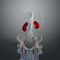 3D Anatomical Medical Device with Transparent Skeleton Structure Kidneys and Blood Vessels for Education