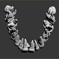 Dental Organ Model With Numbered Teeth From 6 To 12 And 21 To 26 Anatomical Structure
