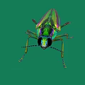 Vibrant Iridescent Beetle With Metallic Green Purple Hues On Green Background