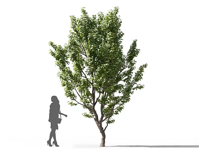 Tall Lush Green Leafy Tree With Person Silhouette And Natural Trunk 3d model