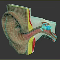 Human Ear Anatomy Detailed 3D View Showing External Middle Inner Structures And Colored Layers 3d model