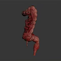 Detailed Realistic 3D Rendering of Human Intestine Organ Anatomical Structure
