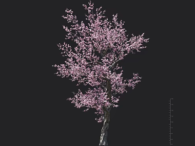 Blooming Tree With Pink Flowers And Detailed Trunk Texture On Black Background 3d model