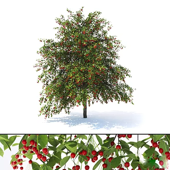 Arbor 3d model