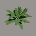 Fern Bush with Lush Green Fronds Surrounded by Grass and Fallen Leaves in Natural Setting