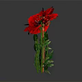 Red Poppies With Green Stems And Leaves On Gray Background With Reflections