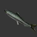 Fresh Silver Fish With Green Tail Natural Appearance For Healthy Seafood Dishes And Delicious Food
