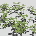 Green Clover Shaped Leaf Seedlings Densely Growing With Shadows On Gray Background 3d model