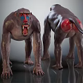 Detailed Monkey Models With Front Back Views And Colorful Facial Markings Red Buttocks