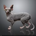 Hairless Sphynx Cat With Wrinkled Skin And Large Ears Standing On Black Surface
