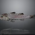 Whole Fresh Fish With Pink White Body Black Spots Blue Eyes Shiny Surface