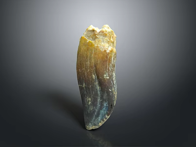 Ancient Animal Tooth Fossil With Yellowish Brown Hue And Natural Texture On Dark Background 3d model