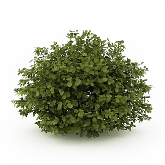 Adiantum landscape shrub outdoor plant 3d model