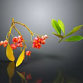 Plant Branch With Red Berries Yellow Leaves And Green Leaf On Dark Background With Reflection