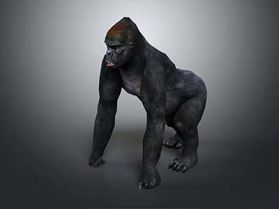 Detailed 3D Gorilla Model in Standing Posture Against Gray Background 3d model