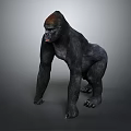 Detailed 3D Gorilla Model in Standing Posture Against Gray Background