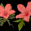 Two Beautiful Pink Blooming Flowers with Fresh Green Leaves on Black Background