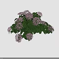 Beautiful Pink Flower Bush With Lush Green Leaves And Blooming Petals