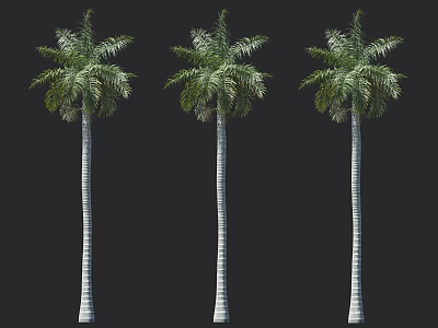 Tall Green Palm Trees With Slender Striated Trunks And Lush Tropical Fronds 3d model