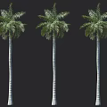 Tall Green Palm Trees With Slender Striated Trunks And Lush Tropical Fronds