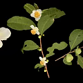Fresh Green Plant with Lush Leaves White Flowers and Tiny Fruits on Black Background