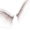 With binding animation angel wings 2013136925 3d model