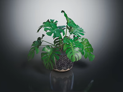 Monstera Plant With Large Green Leaves In Geometric Patterned Pot On Dark Surface 3d model