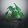 Monstera Plant With Large Green Leaves In Geometric Patterned Pot On Dark Surface