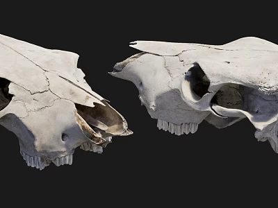 Two Cracked Animal Skull Models Medical Teaching Instruments For Veterinary Training And Education 3d model