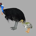 Adult Cassowary With Blue Head And Red Wattle Standing Next To Striped Chick