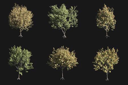 Autumn Tree Field Maple Tree 3d model