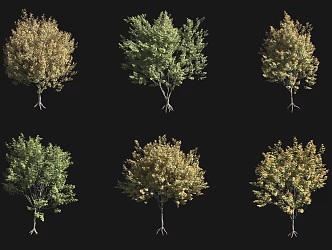 Autumn Tree Field Maple Tree 3d model