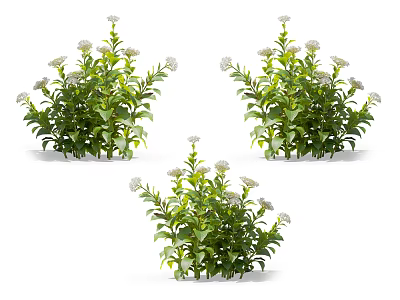 Lush Green Flowers And Plants With White Small Flowers On White Background 3d model