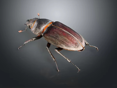 Close Up View Of A Dark Brown Beetle With Shiny Exoskeleton And Long Legs 3d model