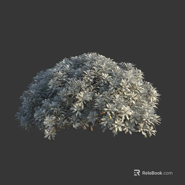 Silver Gray Leaves Shrub Featuring Rounded Shape And Dense Lush Foliage In Garden 3d model