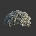 Silver Gray Leaves Shrub Featuring Rounded Shape And Dense Lush Foliage In Garden 3d model