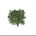 Lush Green Arbor with Dense Foliage and Strong Trunk in Natural Landscape