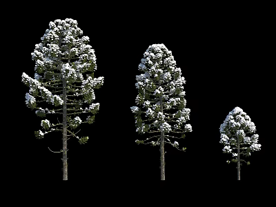 Three Snow Covered Arbor Trees Against Black Background In Winter Scene 3d model