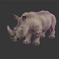 Gray Rhinoceros Standing on Shiny Reflective Surface with Neutral Gray Background 3d model