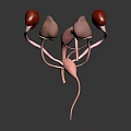Medical Device 3D Anatomical Model Of Urinary System Organs Including Kidney Ureter And Bladder