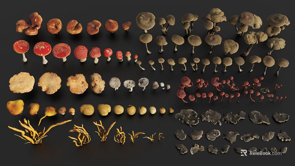 Various Types Of Colorful Mushrooms With Different Shapes And Sizes Collection 3d model 