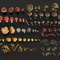 Various Types Of Colorful Mushrooms With Different Shapes And Sizes Collection
