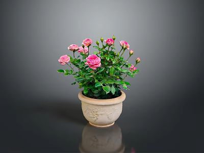Potted Pink Rose Plant with Green Leaves and Blooming Pink Flowers in Decorative Ceramic Pot 3d model