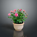 Potted Pink Rose Plant with Green Leaves and Blooming Pink Flowers in Decorative Ceramic Pot