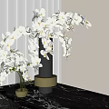 White Orchids in Black and Transparent Vases on Marble Tabletop with Vertical Blinds