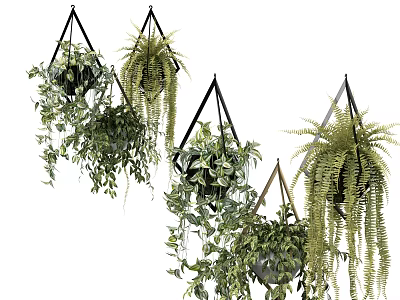 Hanging Basket Plants with Various Trailing Leaves and Lush Green Ferns 3d model