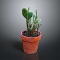 Green Cactus Plant in Terracotta Pot with Healthy Pads and Soil