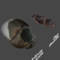 Detailed View Of Large And Small Metallic Beetles On Brown Background