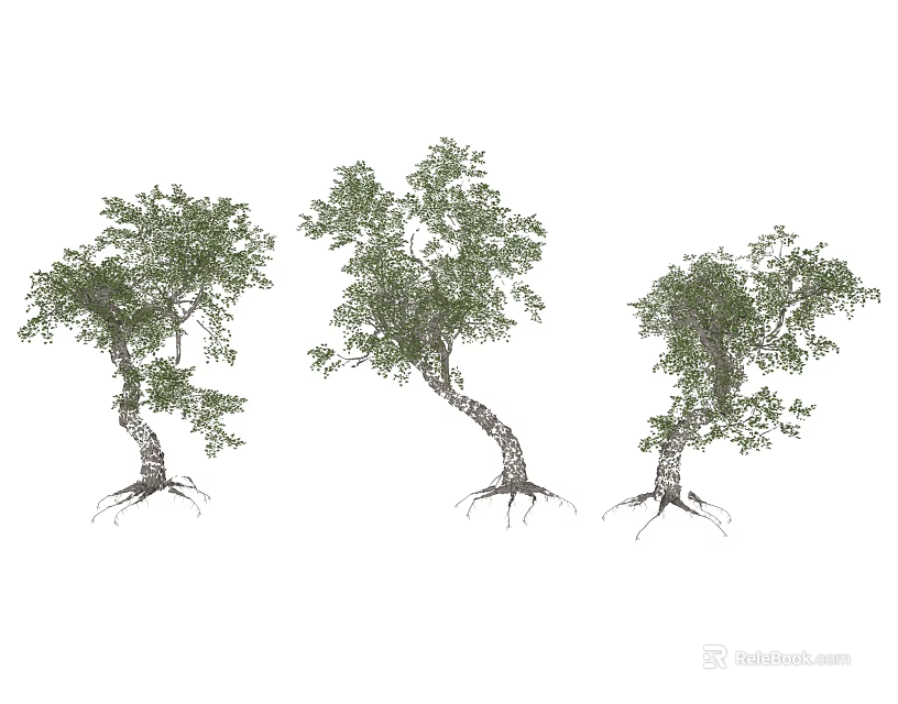 Three Natural Growing Trees With Lush Green Foliage Visible Root Systems And Curved Trunks 3d model 